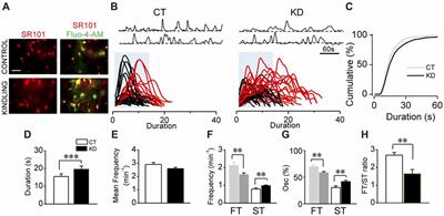 Astroglial Ca2+-Dependent Hyperexcitability Requires P2Y1 Purinergic Receptors and Pannexin-1 Channel Activation in a Chronic Model of Epilepsy